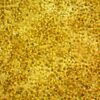 StavRas Aquatic Solutions - fish feeds - algae - fresh algae paste - Pavlova 1800 Fresh Algae Paste 2