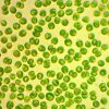 StavRas Aquatic Solutions - fish feeds - algae - fresh algae paste - Tetraselmis 3600 1