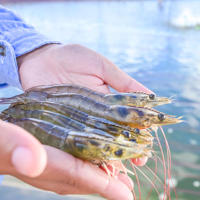StavRas Aquatic Solutions - shrimp feeds for aquaculture