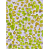 Stavras Aquatic Solutions Products Feeds Microalgae Frozen algae paste-LPB Frozen Shellfish Diet