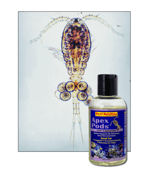 StavRas Aquatic Solutions - feeds - zooplankton - copepods - Apocyclops - live copepods