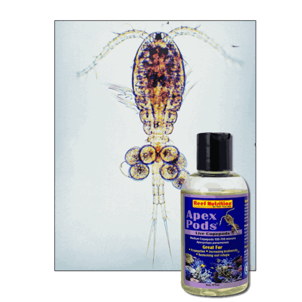 StavRas Aquatic Solutions - feeds - zooplankton - copepods - Apocyclops - live copepods