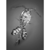 StavRas Aquatic Solutions - feeds - zooplankton - copepods - Apocyclops - live copepods