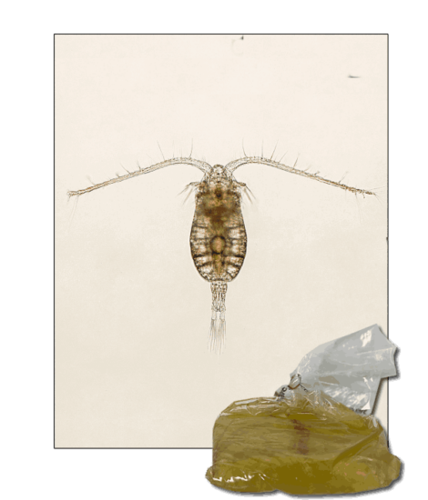 StavRas Aquatic Solutions - feeds - zooplankton - copepods - Parvocalanus - live copepods