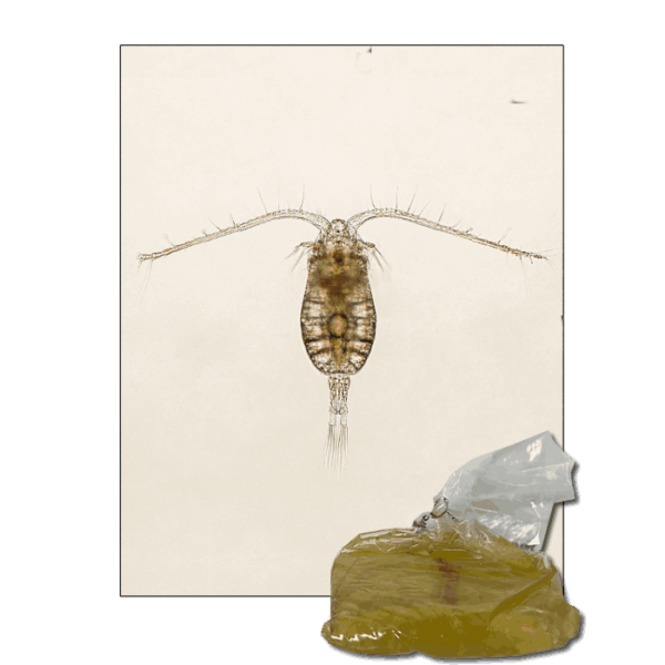 StavRas Aquatic Solutions - feeds - zooplankton - copepods - Parvocalanus - live copepods