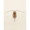 StavRas Aquatic Solutions - feeds - zooplankton - copepods - Parvocalanus - live copepods