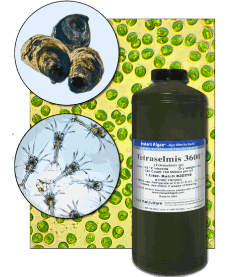StavRas Aquatic Solutions - fish feeds - algae - fresh algae paste - Tetraselmis 3600 1