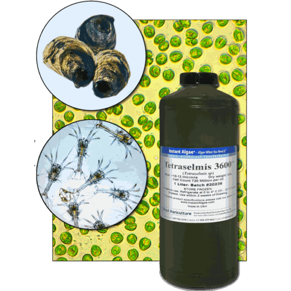 StavRas Aquatic Solutions - fish feeds - algae - fresh algae paste - Tetraselmis 3600 1