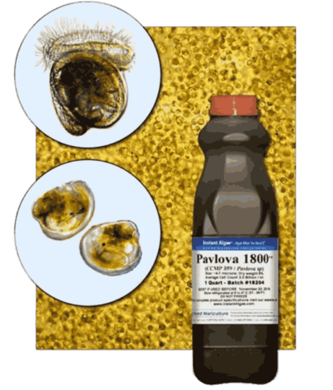 StavRas Aquatic Solutions - fish feeds - algae - fresh algae paste - Pavlova 1800 Fresh Algae Paste