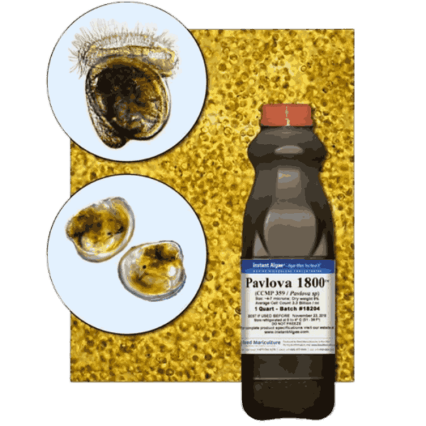 StavRas Aquatic Solutions - fish feeds - algae - fresh algae paste - Pavlova 1800 Fresh Algae Paste