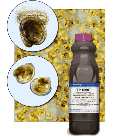 StavRas Aquatic Solutions - fish feeds - algae - Thalassiosira P Frozen Algae - TP 1800 algae
