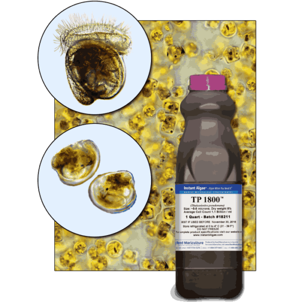 StavRas Aquatic Solutions - fish feeds - algae - Thalassiosira P Frozen Algae - TP 1800 algae