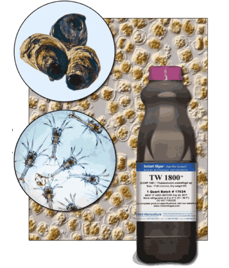 StavRas Aquatic Solutions - fish feeds - algae - Thalassiosira W Frozen Algae - tw1800