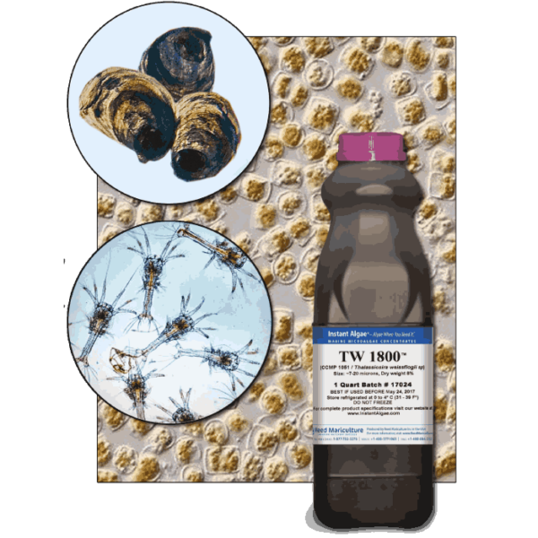 StavRas Aquatic Solutions - fish feeds - algae - Thalassiosira W Frozen Algae - tw1800