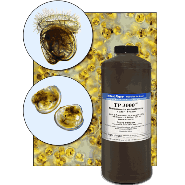 StavRas Aquatic Solutions - fish feeds - algae - Thalassiosira P Frozen Algae - TP 1800 algae