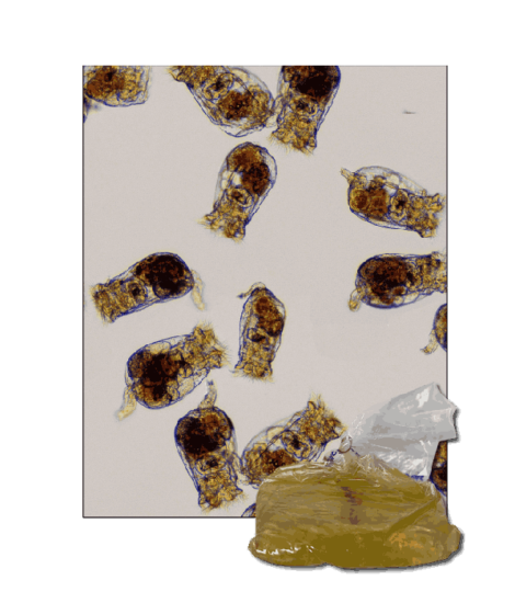 StavRas Aquatic Solutions - feeds - zooplankton - rotifers - Rotifers S Type