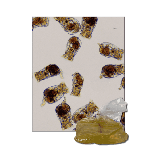 StavRas Aquatic Solutions - feeds - zooplankton - rotifers - Rotifers S Type
