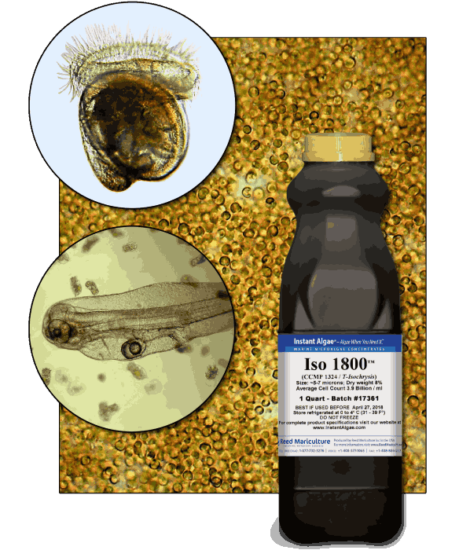 StavRas Aquatic Solutions - shrimp feeds - live food enrichments for aquaculture