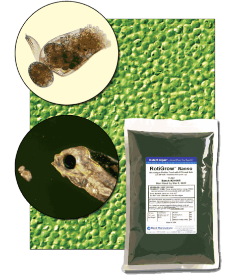 StavRas Aquatic Solutions - fish feeds - algae - frozen algae paste - Rotigrow Nanno