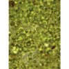StavRas Aquatic Solutions - fish feeds - algae - frozen algae paste - Rotigrow Onestep