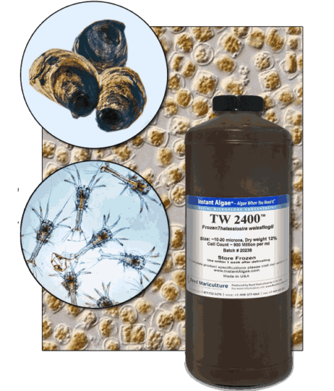 StavRas Aquatic Solutions - fish feeds - algae-Products Thalassiosira W Algae – TW 2400